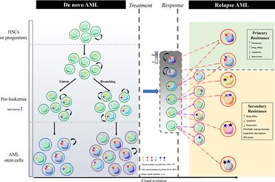 Drug Resistance Mechanisms of Acute Myeloid Leukemia Stem Cells